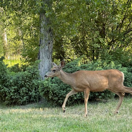 rio chama rv park deer