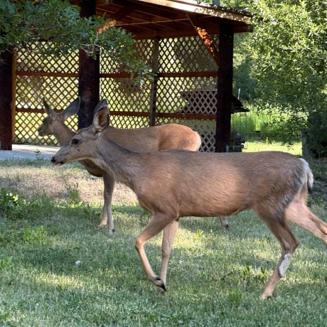 rio chama rv park deers