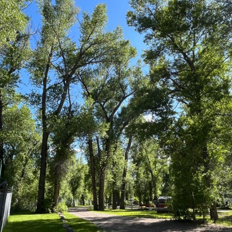 rio chama rv park trees