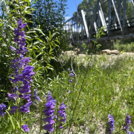 rio chama rv park purple flowers