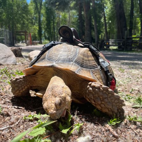 rio chama rv park tortoise